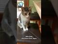 John Henry Once Again #toddburgedailysong  #toddburge #toddburgemusic #cat #music