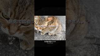 【50代ひとり旅】川から湯気？お散歩中に出会った、可愛すぎるガイドさん。 #旅行 #温泉 #ひとり旅