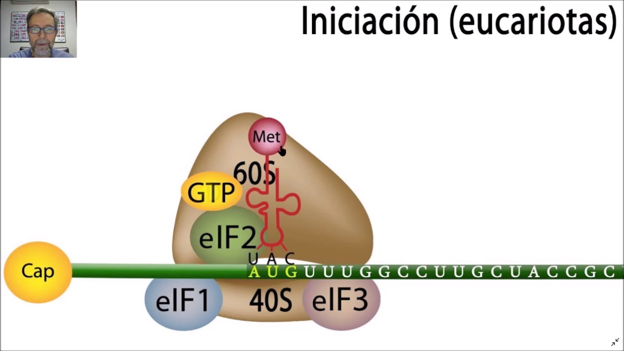 La traducción. Síintesis de proteinas.V24
