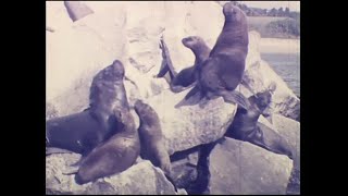 Mar del Plata c. 1965 - Corto documental