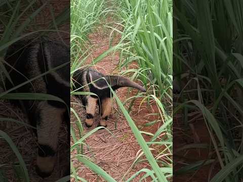 Tamanduá-bandeira #rasantenaspragas #vidaselvagem #agro #minasgerais #perigo