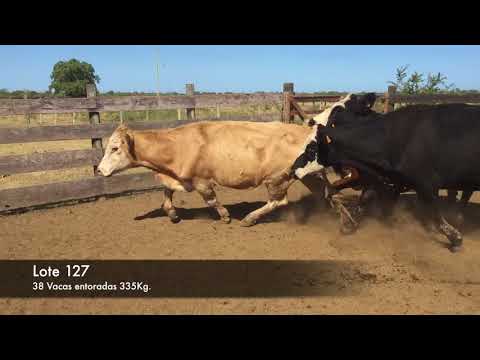 Lote 38 Vaquillonas/Vacas Entoradas 22 HE- 7 HE.AA- 5 HE.CH- 2AA- 1HE.NO- NO.AA 335kg -  en Ruta 21 km 306 ( 20 km de dolores y a 22 N. Palmira)