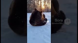 クマと戯れる柴犬