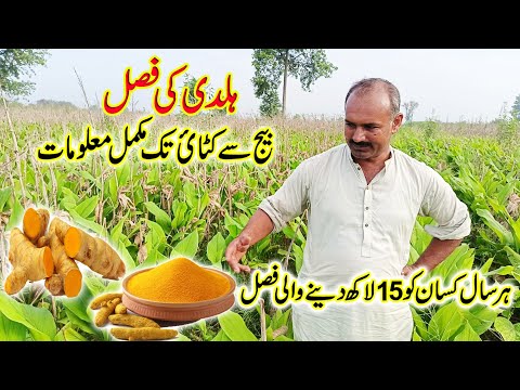 Turmeric farming in Pakistan | Turmeric farming in Pakistan | Turmeric farming Pakistan | Turmeri...