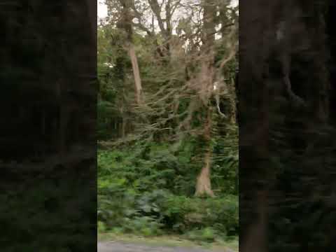 #sharmistha #nature #chilapata #alipurduar #naturelove #reels #reelsinstagram #reelsindia #fbreels