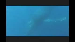 Laurie Anderson - The Ugly One With The Jewels And Other Stories - John Lilly