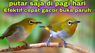Download lagu Pleci Call Ngalas Ngeriwik Untuk Pancingan Pleci Di Pagi Hari mp3 Download lagu Pleci Call Ngalas Ngeriwik Untuk Pancingan Pleci Di Pagi Hari mp3