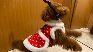 散歩に行くとわかったら大興奮の愛犬が可愛すぎる