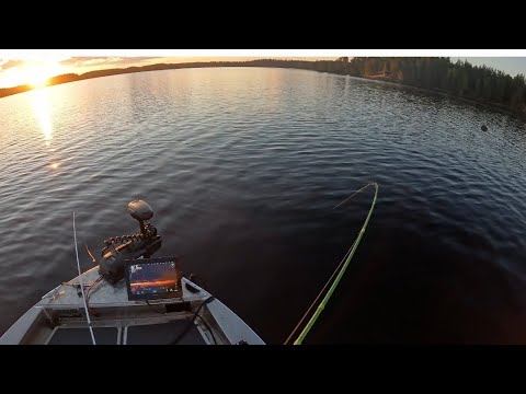 Ahventa ja kuhaa "postikortti" maisemissa!