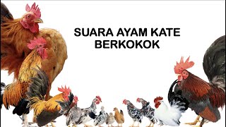 Download lagu Suara Ayam Kate Berkokok Terbaru (Bantam Rooster Crowing) mp3
