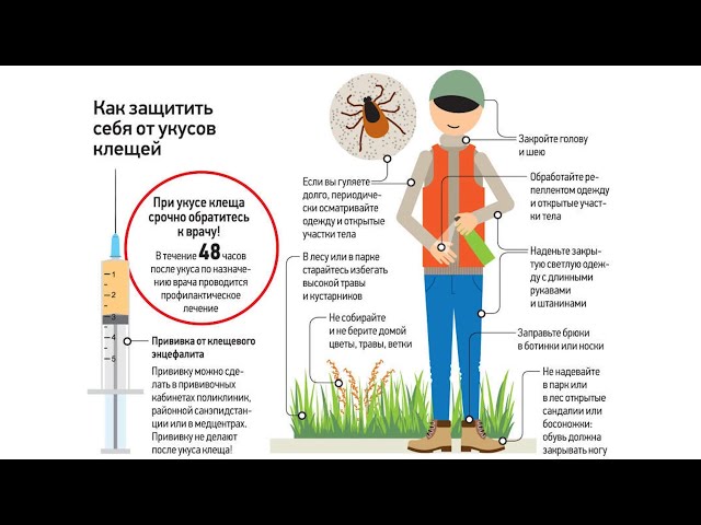 Клещи продолжают атаковать жителей Приангарья