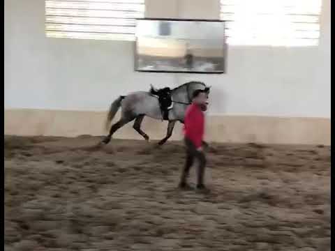 Mozart da Malhadinha