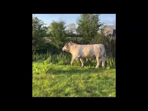 Charolais Bulls - Image 2