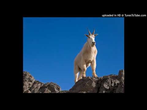 Patrich - Goat