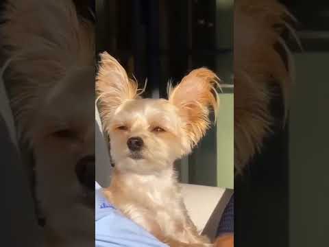 His eyes!🥹💕 #justinbieber #bieber #dog #pets #pet #jb #bieberfever #music #album #song #video