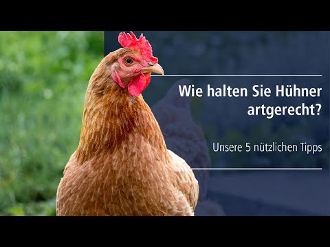 Wie halten Sie Hühner artgerecht?
