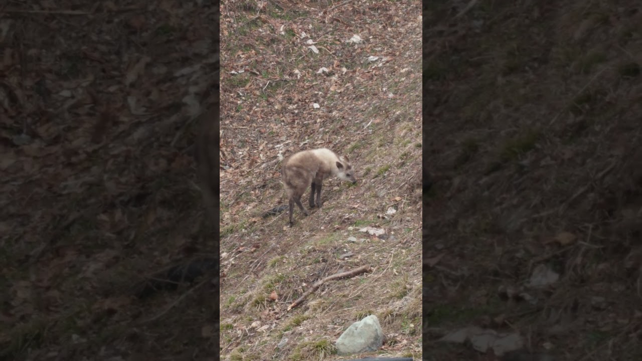 お祭広場脇にニホンカモシカさんがきてくれました！ 昨年生まれの子ジカだと思われます！26/03/18
