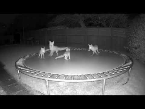 The Secret Life of Foxes on a TRAMPOLINE