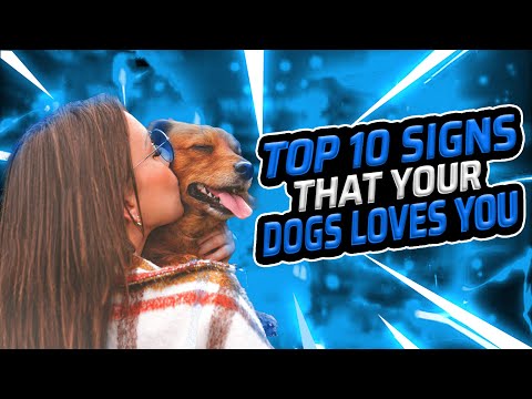 For the Love of Dogs: Top 10 Signs Your Dog Loves You! 🎆 Signs Dogs use to Demonstrate Affection