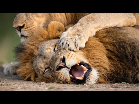 Male Lion Pays The Price For Attempting To Murder Cubs