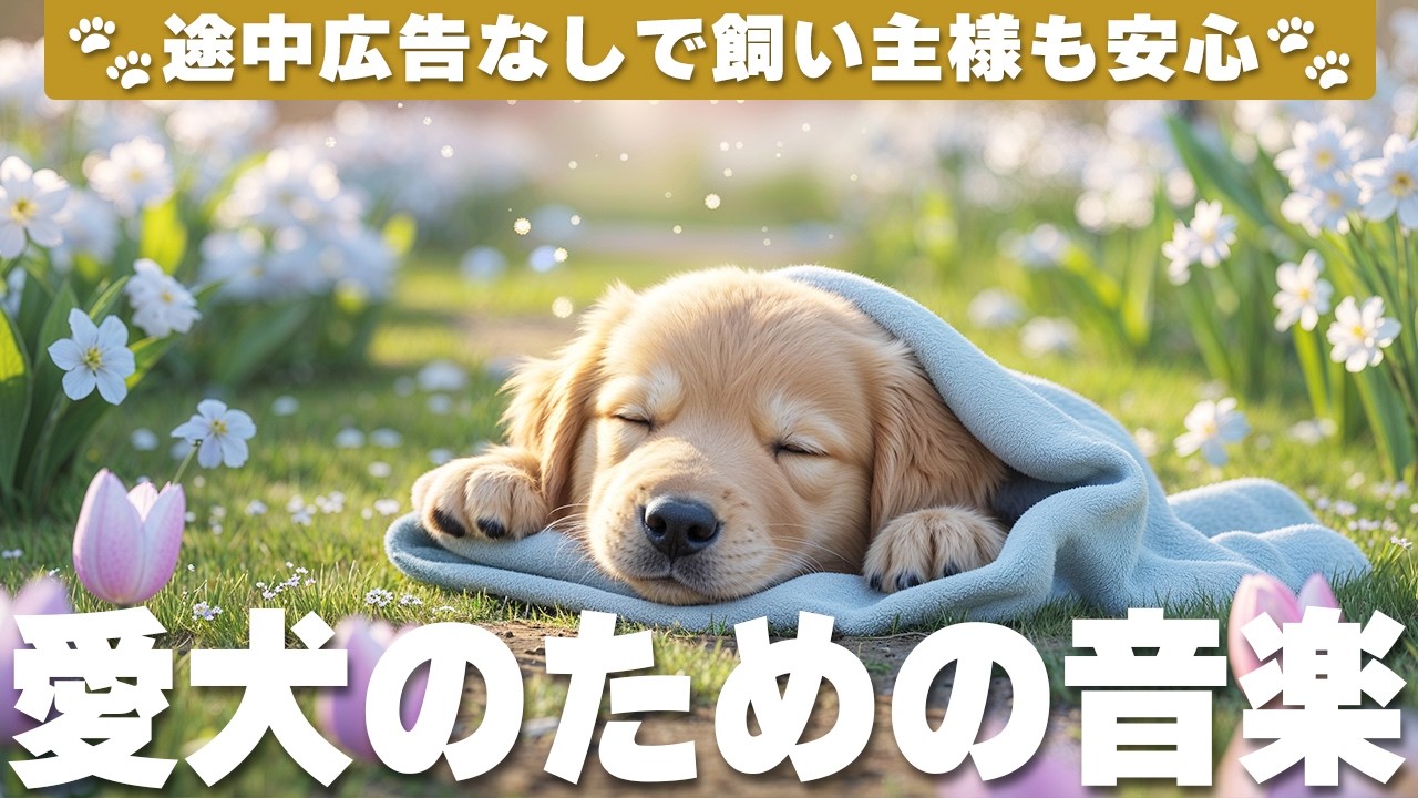 愛犬が落ち着く音楽 (12時間広告なし) 🐶 癒しのピアノ 犬をリラックスさせる音楽 | 雷対策 / vol.893