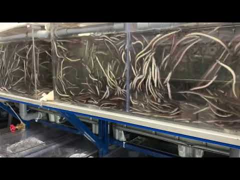 ウナギはどうやって繁殖するの?