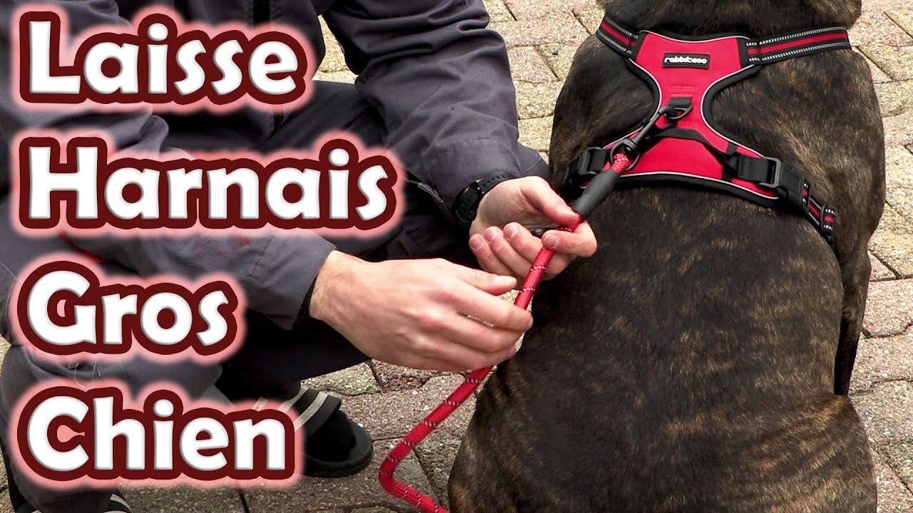 Laisse harnais rouge grand chien (Cane corso) Anti Traction. Solide et réfléchissante.