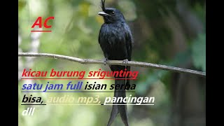Download lagu Suara burung Srigunting Satu Jam full Isian bisa buat Audio Pikat dan yang lain #Srigunting mp3