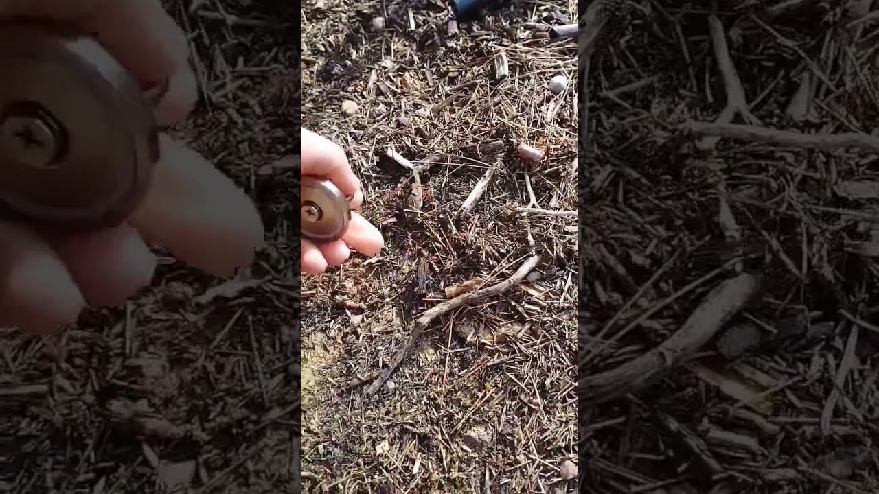 Experimento para controlar una infestación de hormigas
