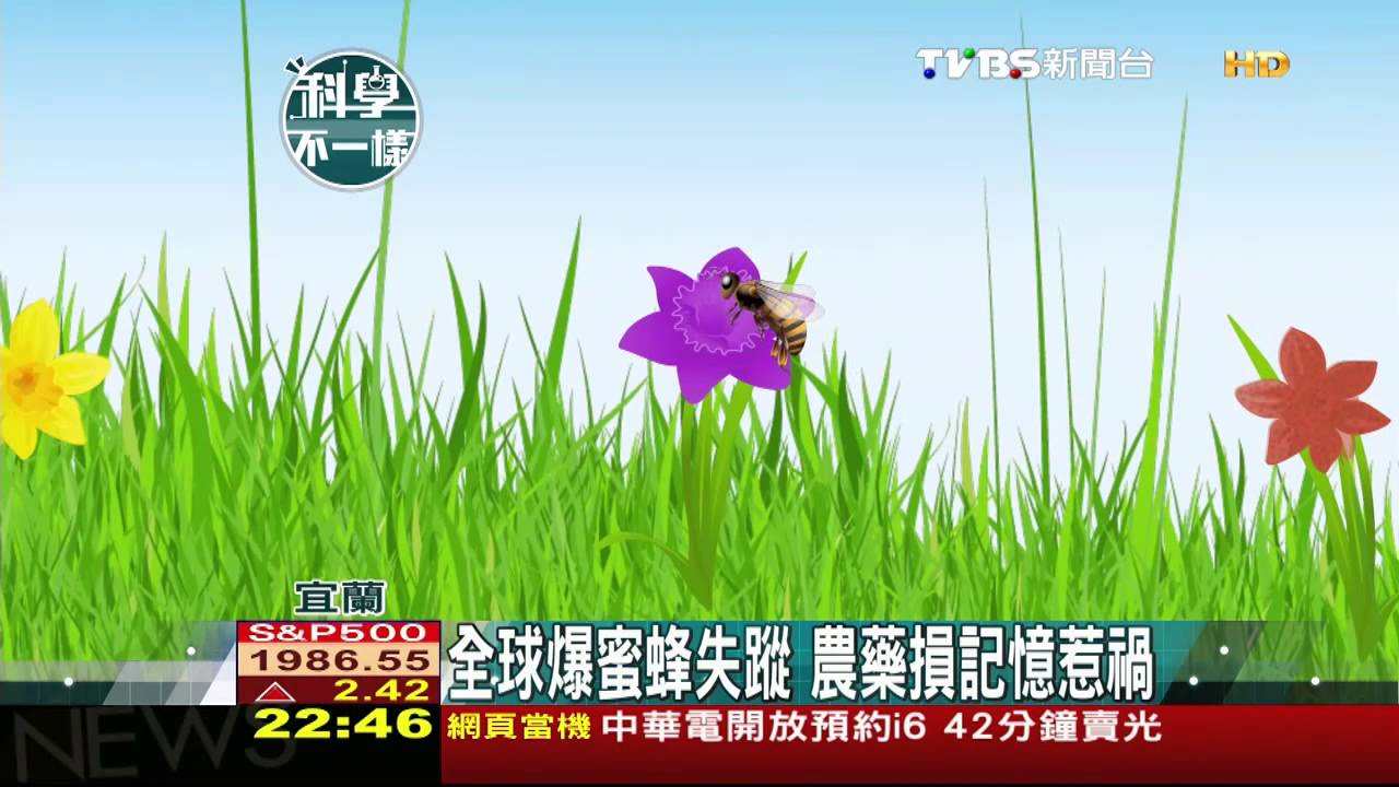 【科學不一樣】全球爆蜜蜂失蹤 農藥損記憶惹禍