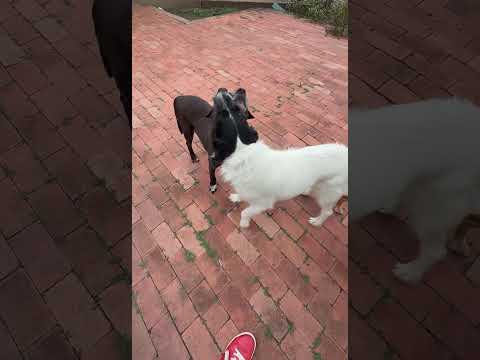 Kodak, an adoptable Border Collie & Schnauzer Mix in Houston, TX_image-1