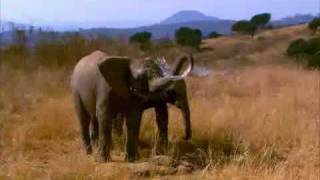 Elephant Tales Trailer