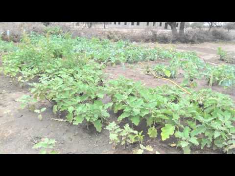 School farms to end child hunger, Tanzania