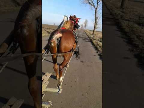 Blonda marin liscoteanca