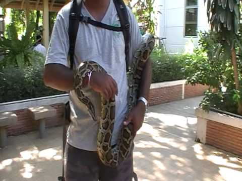 Burmese python by Hemendra Priyanga