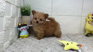 ハーフ犬の動画01