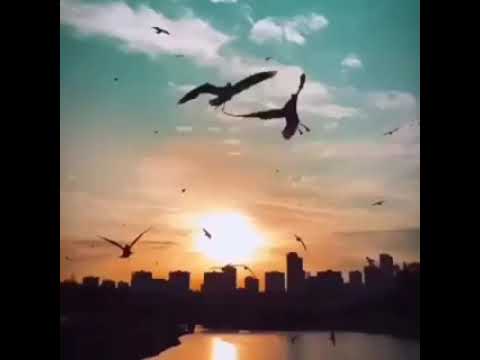 Te Vii o Peniamina Ene