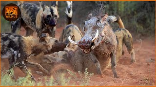 Most Terrifying WILD DOGS Attacks Ever Recorded | Wild Animals