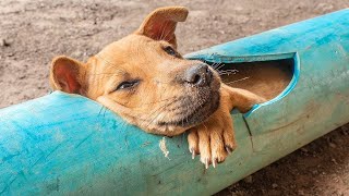 10 Сжимающих Сердце Случаев с Животными Ч2