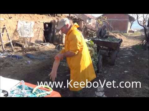 Pregnancy In Cow Of 39 Days, Seen It With KX5000 Animal Ultrasound Scanner