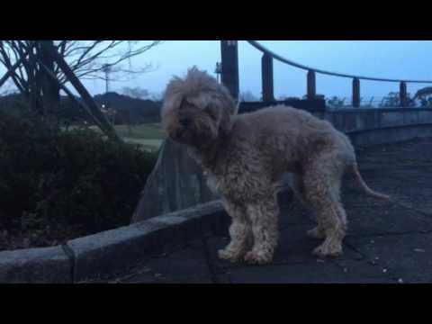 会計学科 元気になりました！寒くて震えてる愛犬やまと！ 木村勝則滋賀県高島市！