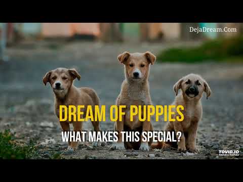 Dream of Puppies: What Makes This Special?