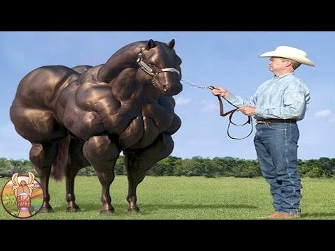 LES 12 RACES DE CHEVAUX LES PLUS INCROYABLES DU MONDE | Lama Faché