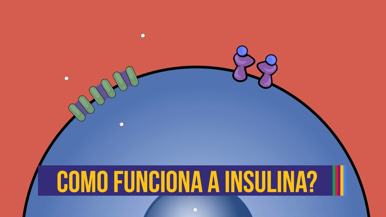 Como a insulina age no organismo | Animação #09