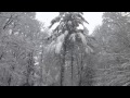 Високосный год - Музыка под снегом 