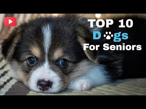 Top 10 Dogs For Seniors
