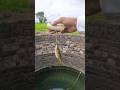Survival Skills How To Make A Fishing Hook In The Wild Fishing Camping Outdoors Ytshorts