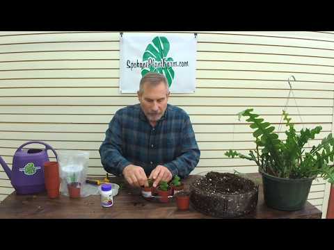 How To Propagate a Ric Rac Cactus -The Plant Farm®