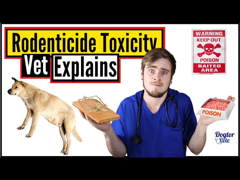 What To Do When Your Dog Ate Rat Poison? | Anticoagulant Rodenticides | Vet Explains | Dogtor Pete