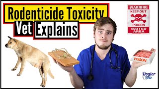 What To Do When Your Dog Ate Rat Poison | Anticoagulant Rodenticides | Vet Explains | Dogtor Pete